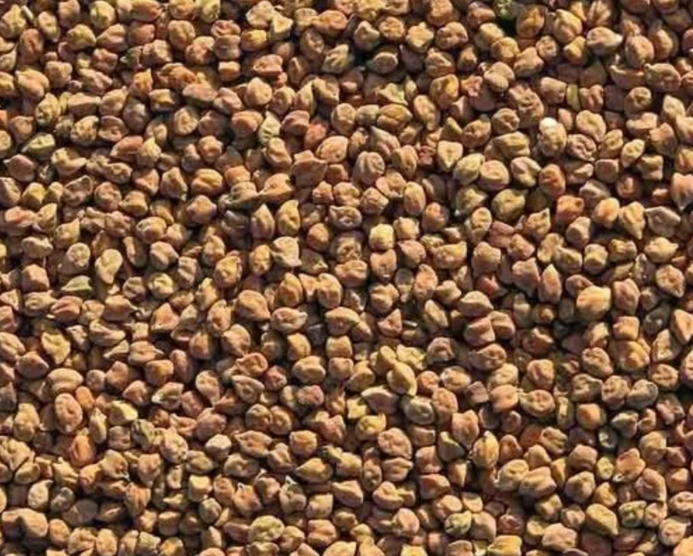 Black Chickpeas